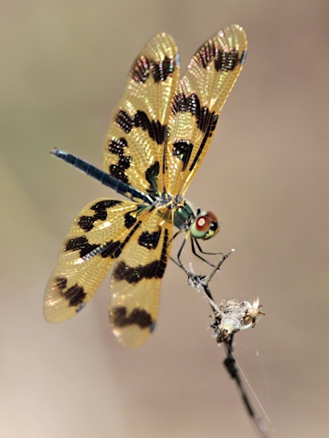 Graphic Flutterer (Rhyothemis graphiptera)